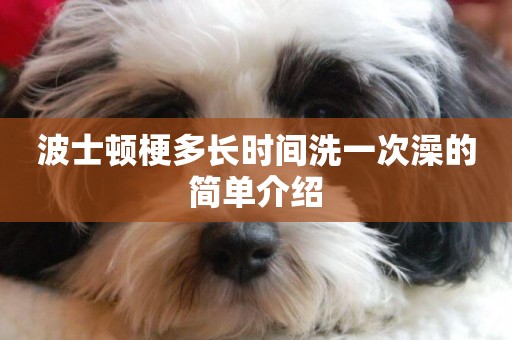 波士頓梗多長時間洗一次澡的簡單介紹