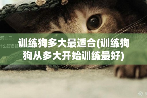 訓練狗多大最適合(訓練狗狗從多大開始訓練最好)