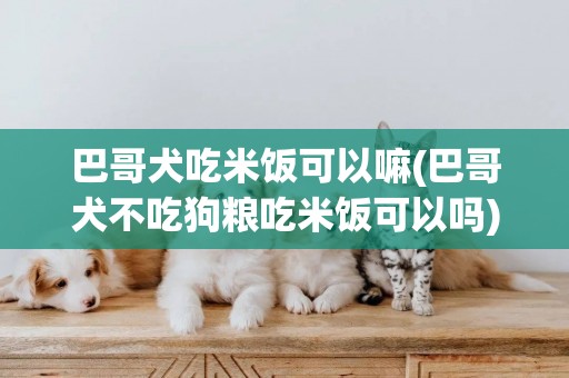 巴哥犬吃米飯可以嘛(巴哥犬不吃狗糧吃米飯可以嗎)