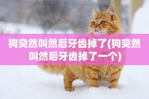 狗突然叫然后牙齒掉了(狗突然叫然后牙齒掉了一個)