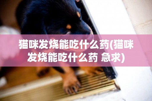 貓咪發燒能吃什么藥(貓咪發燒能吃什么藥 急求)