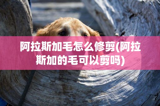 阿拉斯加毛怎么修剪(阿拉斯加的毛可以剪嗎)