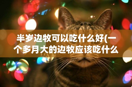 半歲邊牧可以吃什么好(一個多月大的邊牧應該吃什么)