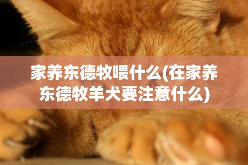 家養東德牧喂什么(在家養東德牧羊犬要注意什么)