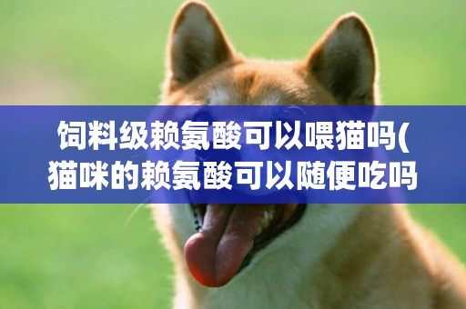 飼料級賴氨酸可以喂貓嗎(貓咪的賴氨酸可以隨便吃嗎)