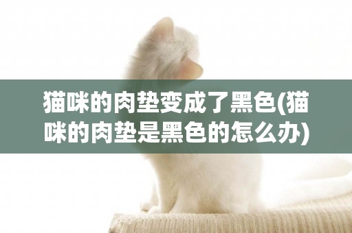貓咪的肉墊變成了黑色(貓咪的肉墊是黑色的怎么辦)