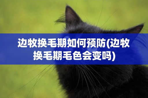 邊牧換毛期如何預防(邊牧換毛期毛色會變嗎)