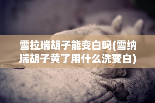 雪拉瑞胡子能變白嗎(雪納瑞胡子黃了用什么洗變白)