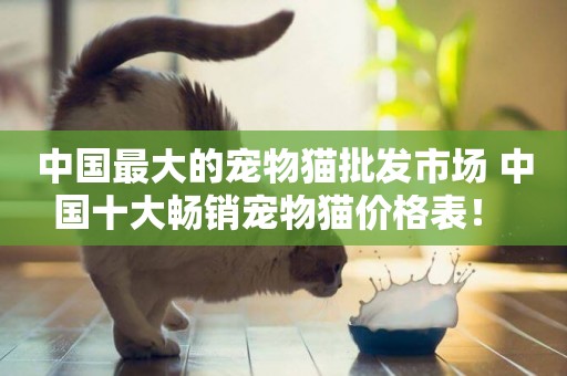 中國最大的寵物貓批發市場 中國十大暢銷寵物貓價格表！ 