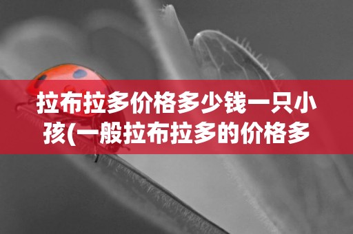 拉布拉多價格多少錢一只小孩(一般拉布拉多的價格多少錢一只)