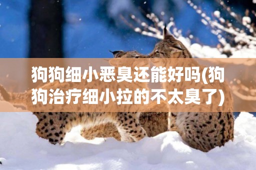 狗狗細小惡臭還能好嗎(狗狗治療細小拉的不太臭了)