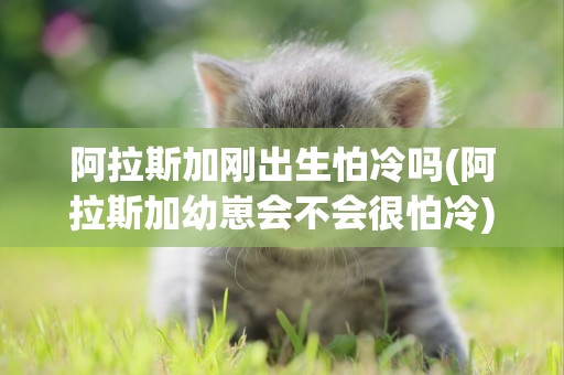 阿拉斯加剛出生怕冷嗎(阿拉斯加幼崽會不會很怕冷)