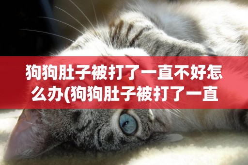 狗狗肚子被打了一直不好怎么辦(狗狗肚子被打了一直不好怎么辦有事嗎)