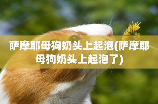 薩摩耶母狗奶頭上起泡(薩摩耶母狗奶頭上起泡了)