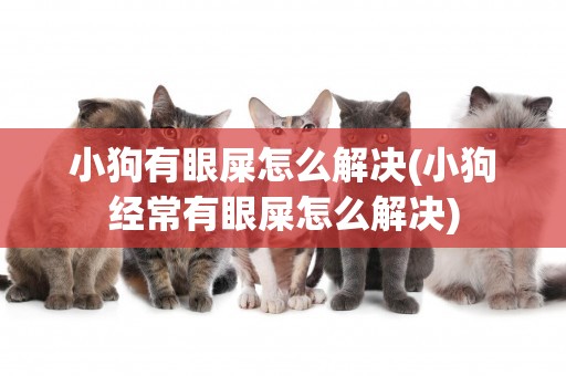 小狗有眼屎怎么解決(小狗經常有眼屎怎么解決)