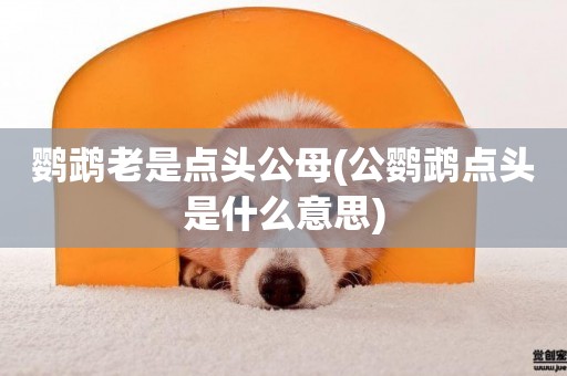 鸚鵡老是點頭公母(公鸚鵡點頭是什么意思)