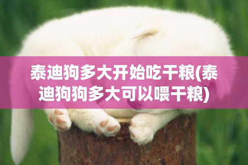泰迪狗多大開始吃干糧(泰迪狗狗多大可以喂干糧)