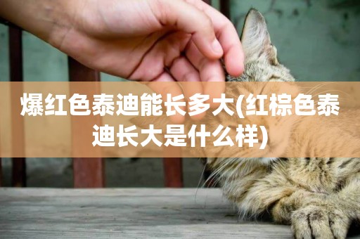爆紅色泰迪能長多大(紅棕色泰迪長大是什么樣)
