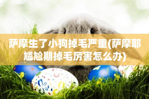 薩摩生了小狗掉毛嚴重(薩摩耶尷尬期掉毛厲害怎么辦)