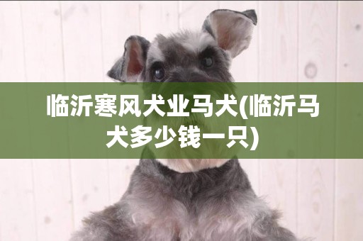 臨沂寒風犬業馬犬(臨沂馬犬多少錢一只)
