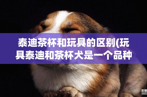 泰迪茶杯和玩具的區別(玩具泰迪和茶杯犬是一個品種嗎)