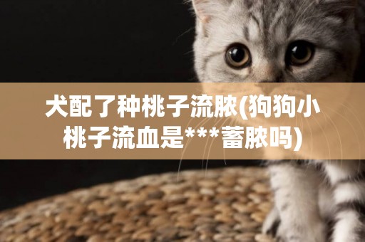 犬配了種桃子流膿(狗狗小桃子流血是***蓄膿嗎)
