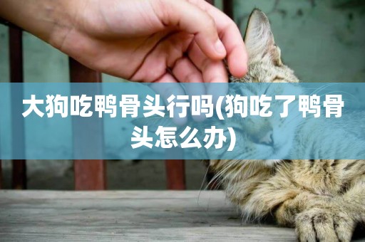 大狗吃鴨骨頭行嗎(狗吃了鴨骨頭怎么辦)