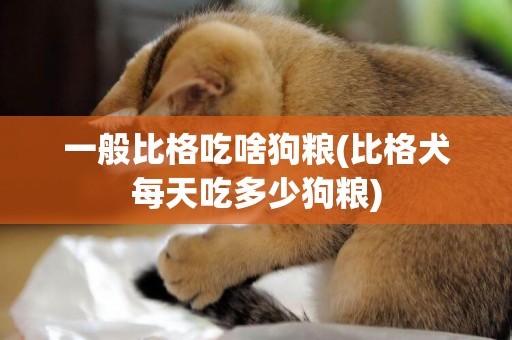 一般比格吃啥狗糧(比格犬每天吃多少狗糧)