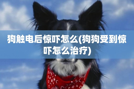 狗觸電后驚嚇怎么(狗狗受到驚嚇怎么治療)