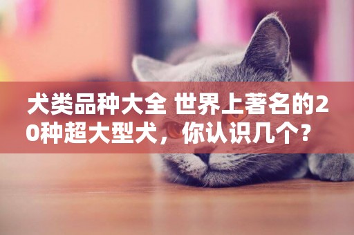 犬類品種大全 世界上著名的20種超大型犬，你認識幾個？ 