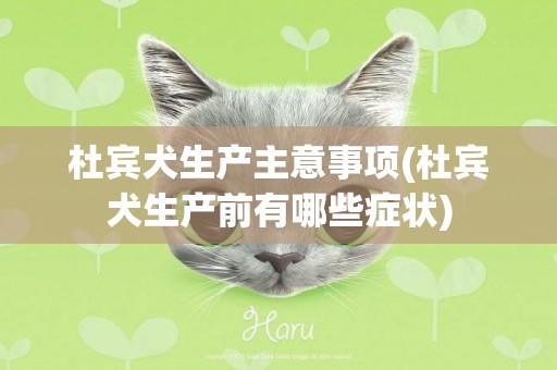 杜賓犬生產主意事項(杜賓犬生產前有哪些癥狀)