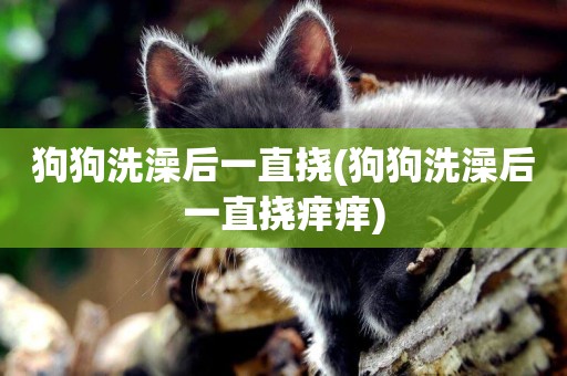狗狗洗澡后一直撓(狗狗洗澡后一直撓癢癢)