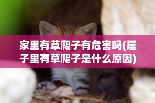 家里有草爬子有危害嗎(屋子里有草爬子是什么原因)