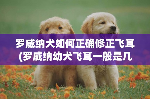 羅威納犬如何正確修正飛耳(羅威納幼犬飛耳一般是幾個月的時候)