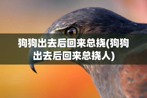 狗狗出去后回來總撓(狗狗出去后回來總撓人)