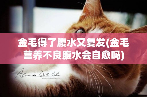 金毛得了腹水又復發(金毛營養不良腹水會自愈嗎)
