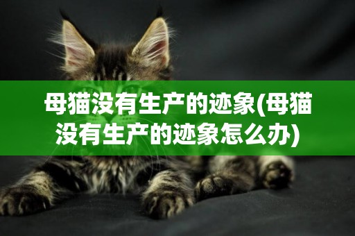 母貓沒有生產的跡象(母貓沒有生產的跡象怎么辦)