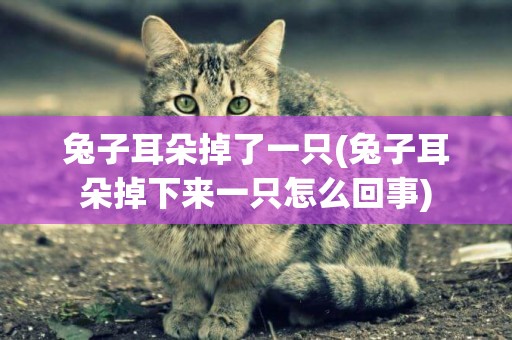 兔子耳朵掉了一只(兔子耳朵掉下來一只怎么回事)