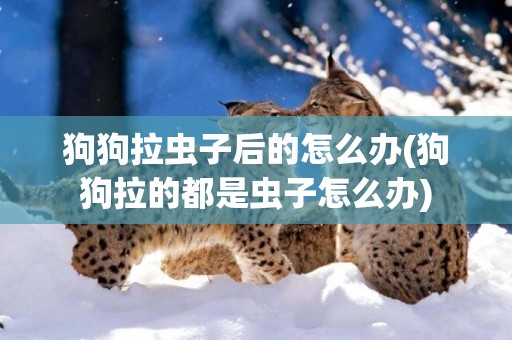 狗狗拉蟲子后的怎么辦(狗狗拉的都是蟲子怎么辦)