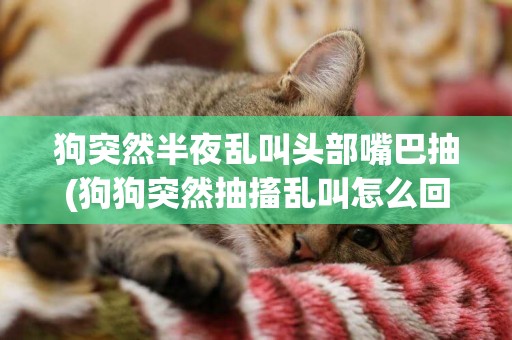 狗突然半夜亂叫頭部嘴巴抽(狗狗突然抽搐亂叫怎么回事?)