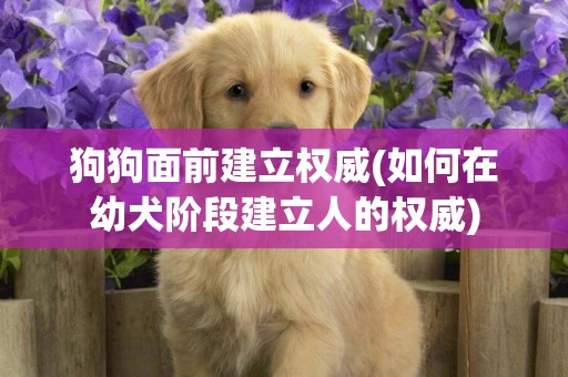 狗狗面前建立權威(如何在幼犬階段建立人的權威)