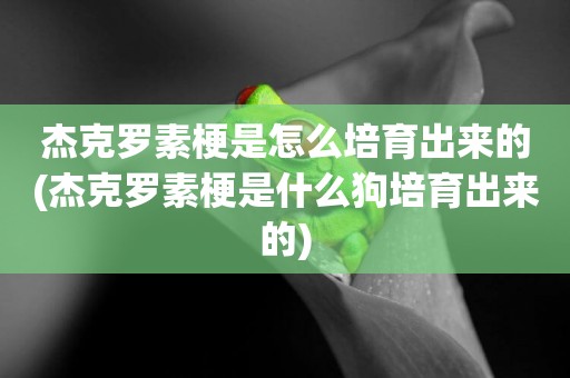 杰克羅素梗是怎么培育出來的(杰克羅素梗是什么狗培育出來的)