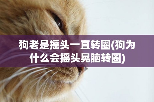 狗老是搖頭一直轉圈(狗為什么會搖頭晃腦轉圈)