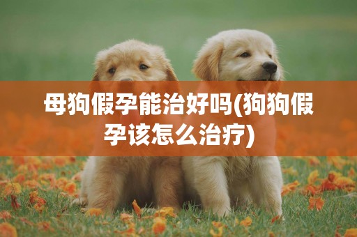 母狗假孕能治好嗎(狗狗假孕該怎么治療)