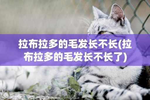拉布拉多的毛發長不長(拉布拉多的毛發長不長了)