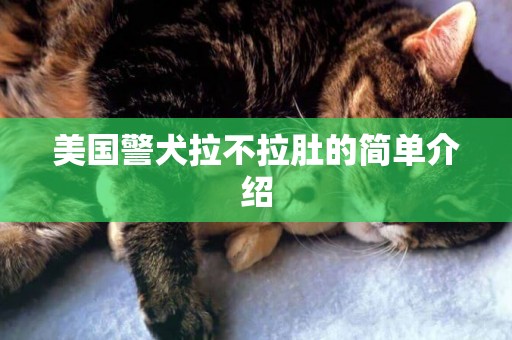 美國警犬拉不拉肚的簡單介紹