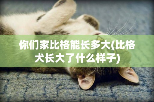 你們家比格能長多大(比格犬長大了什么樣子)