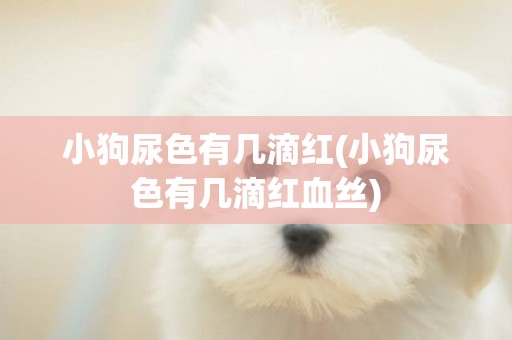 小狗尿色有幾滴紅(小狗尿色有幾滴紅血絲)
