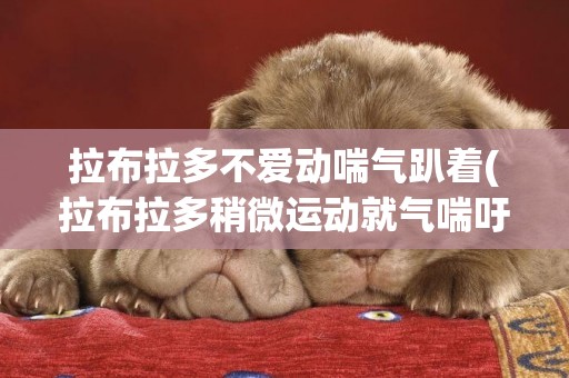 拉布拉多不愛動喘氣趴著(拉布拉多稍微運動就氣喘吁吁)