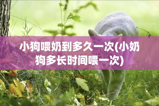 小狗喂奶到多久一次(小奶狗多長時間喂一次)